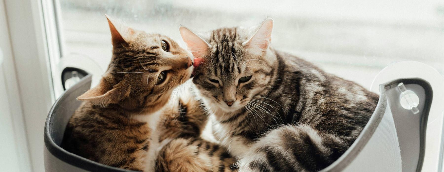 a couple of cats sit near a window